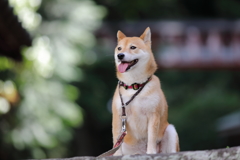 お座り柴