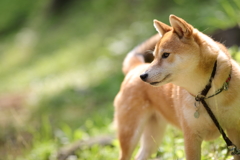 陽のあたる横顔