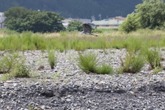 低空飛行