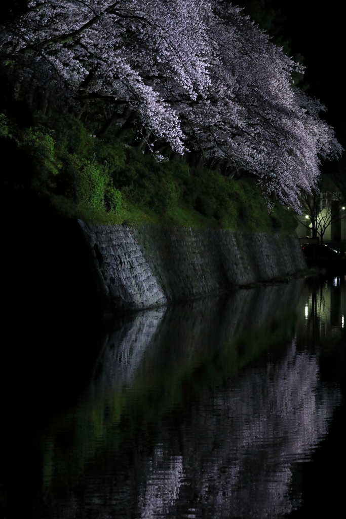 夜桜