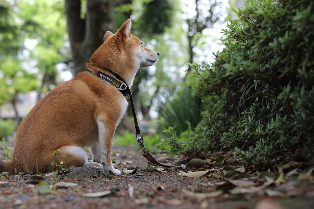 ボーっとする柴犬