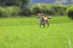 草原の中1