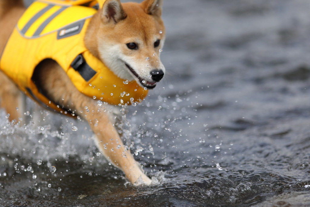 飛沫（しぶき）
