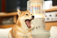 寝正月