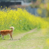 春の道草