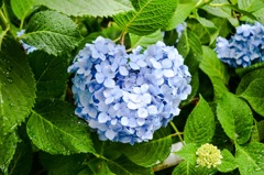 紫陽花