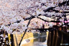 川桜