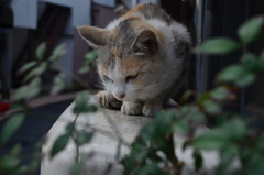 猫