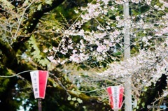 桜まつり