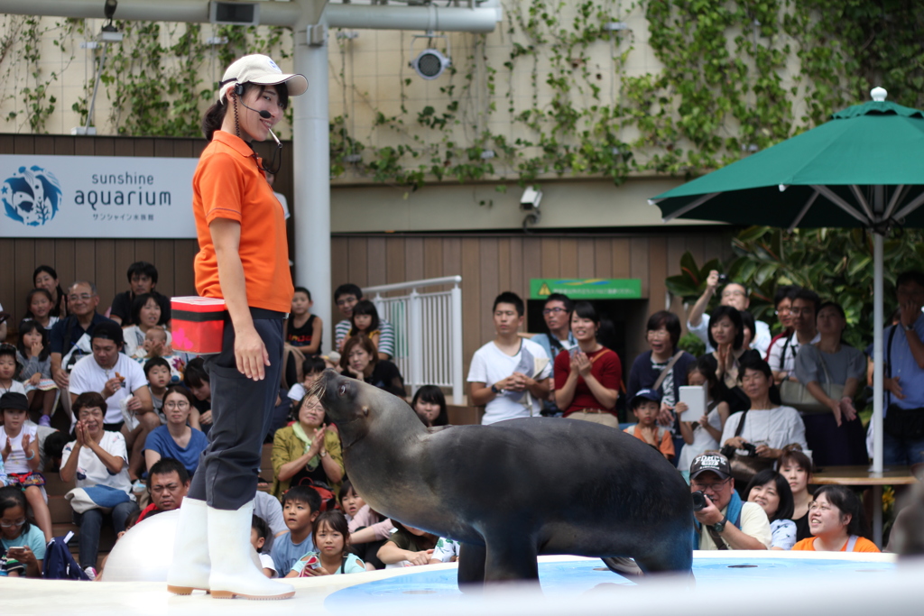 サンシャイン水族館でのアシカショー