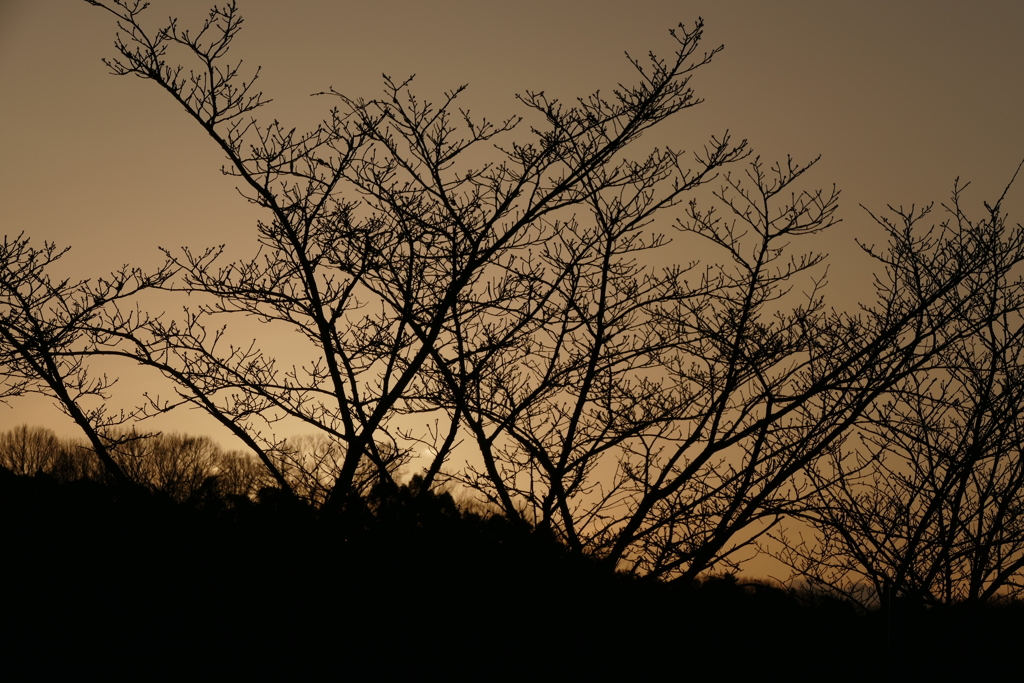 夕日