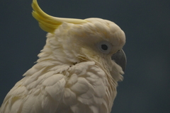 オウム