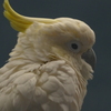 オウム
