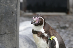 ペンギン