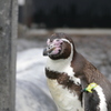 ペンギン