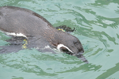 ペンギン