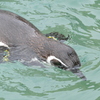 ペンギン