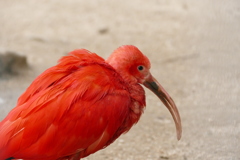 ショウジョウトキ