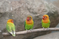 インコ