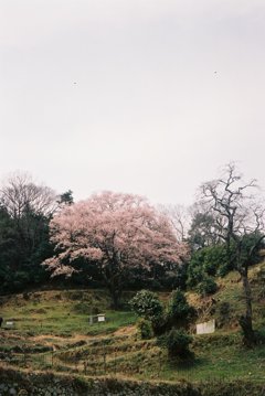 宿根大桜