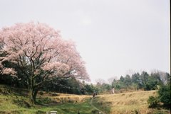 宿根大桜