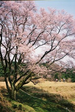 宿根大桜