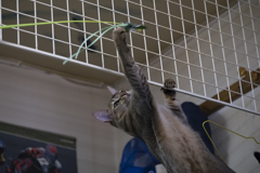 捕まえてやる!