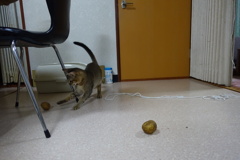 じゃがいもコロコロ!!