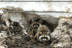 タヌキと思いきやアライグマさんだった!