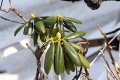 春めく植物