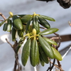 春めく植物