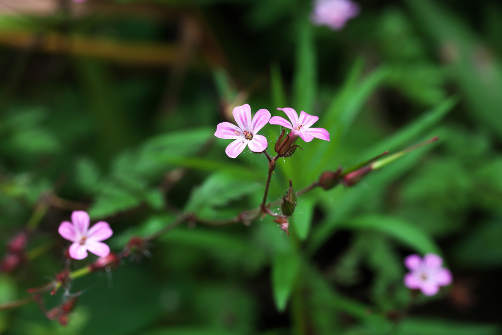 その辺に咲いていた花