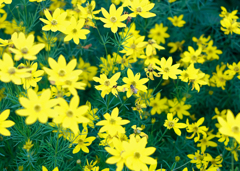一夏の花に囲まれて・・
