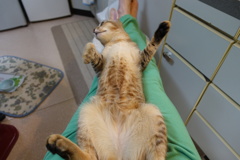 パパちゃーん・・