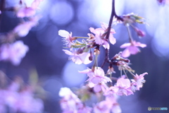 梅 ご近所