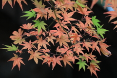 紅葉③