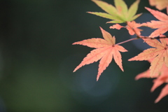 紅葉１
