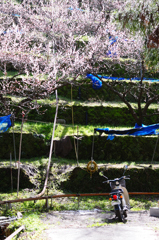 日本のシーン