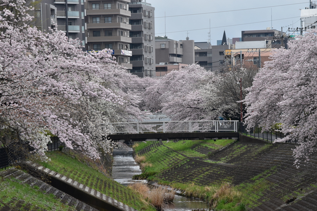 ☂あがり桜