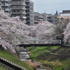 ☂あがり桜