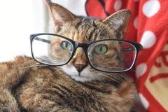 眼鏡猫２