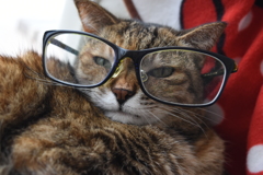 眼鏡(=ΦｴΦ=) 猫