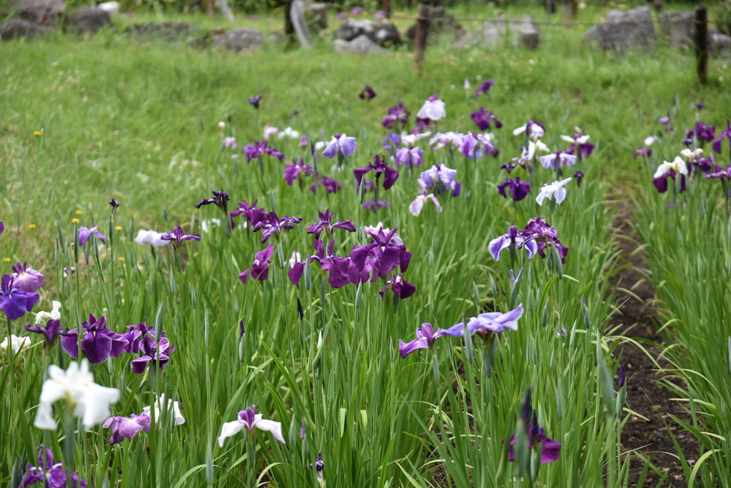 菖蒲の花