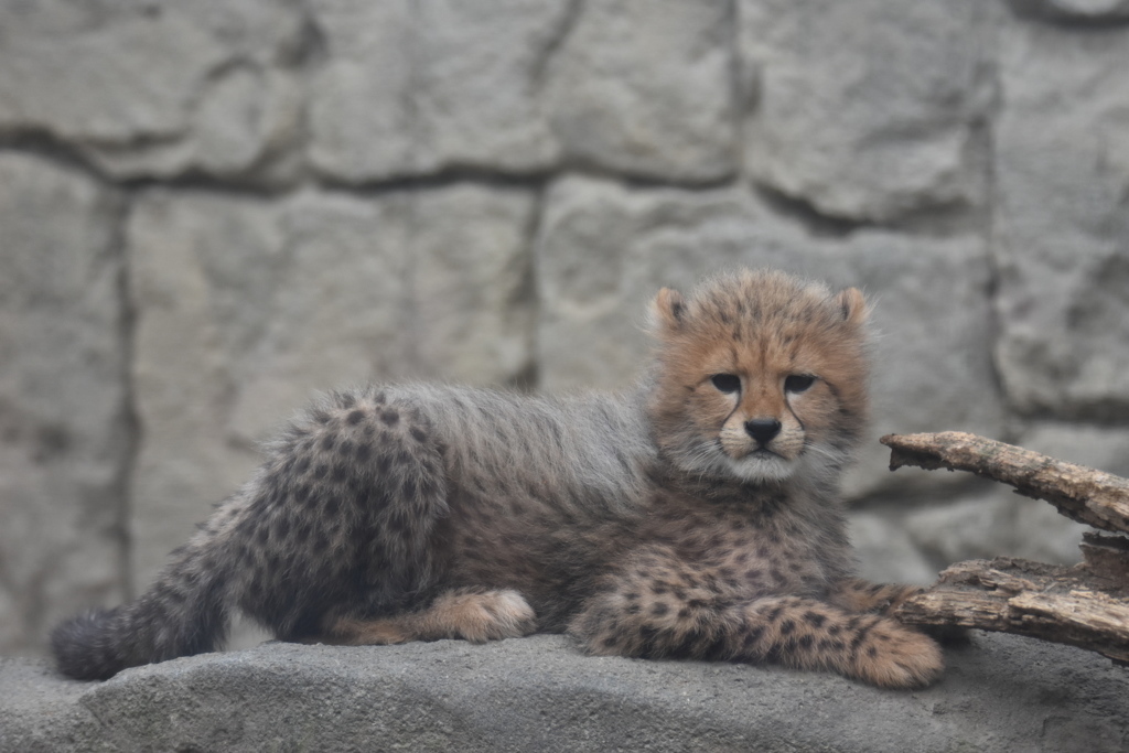 チーター子供