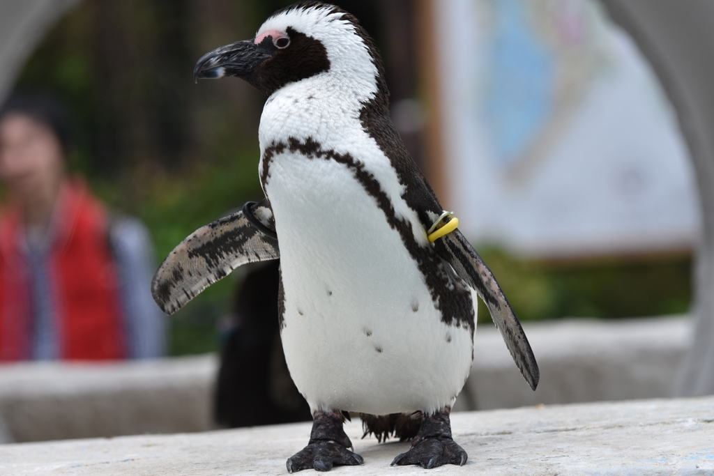 ペンギンさん２