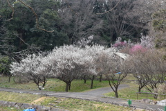 梅２