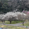 梅２