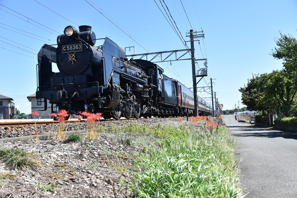 彼岸花と蒸気機関車