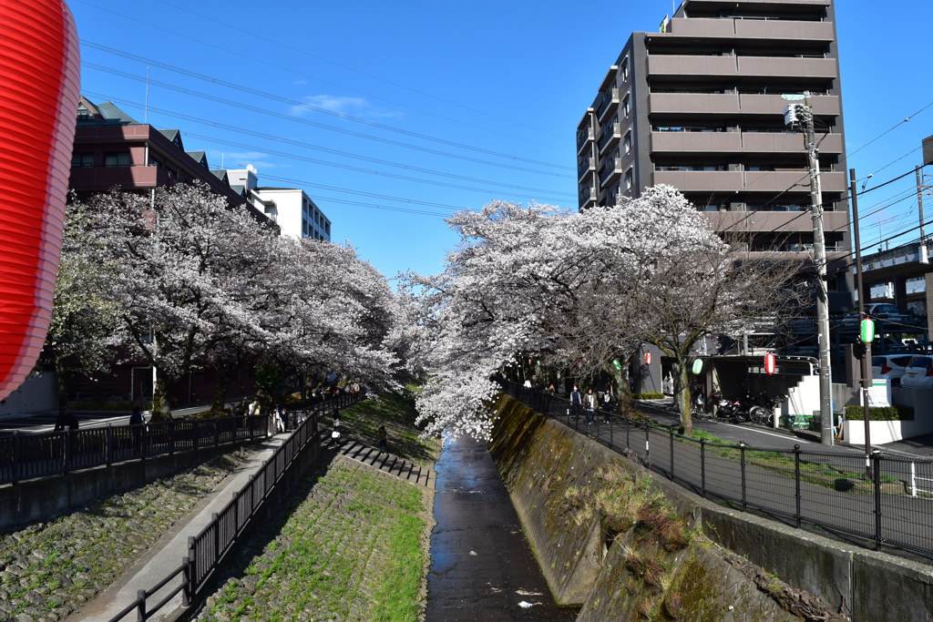 乞田川桜