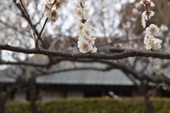 梅３